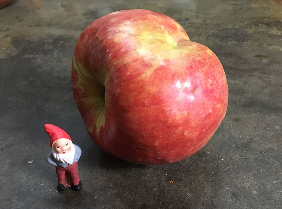 Photo of cute garden gnome next to an apple.