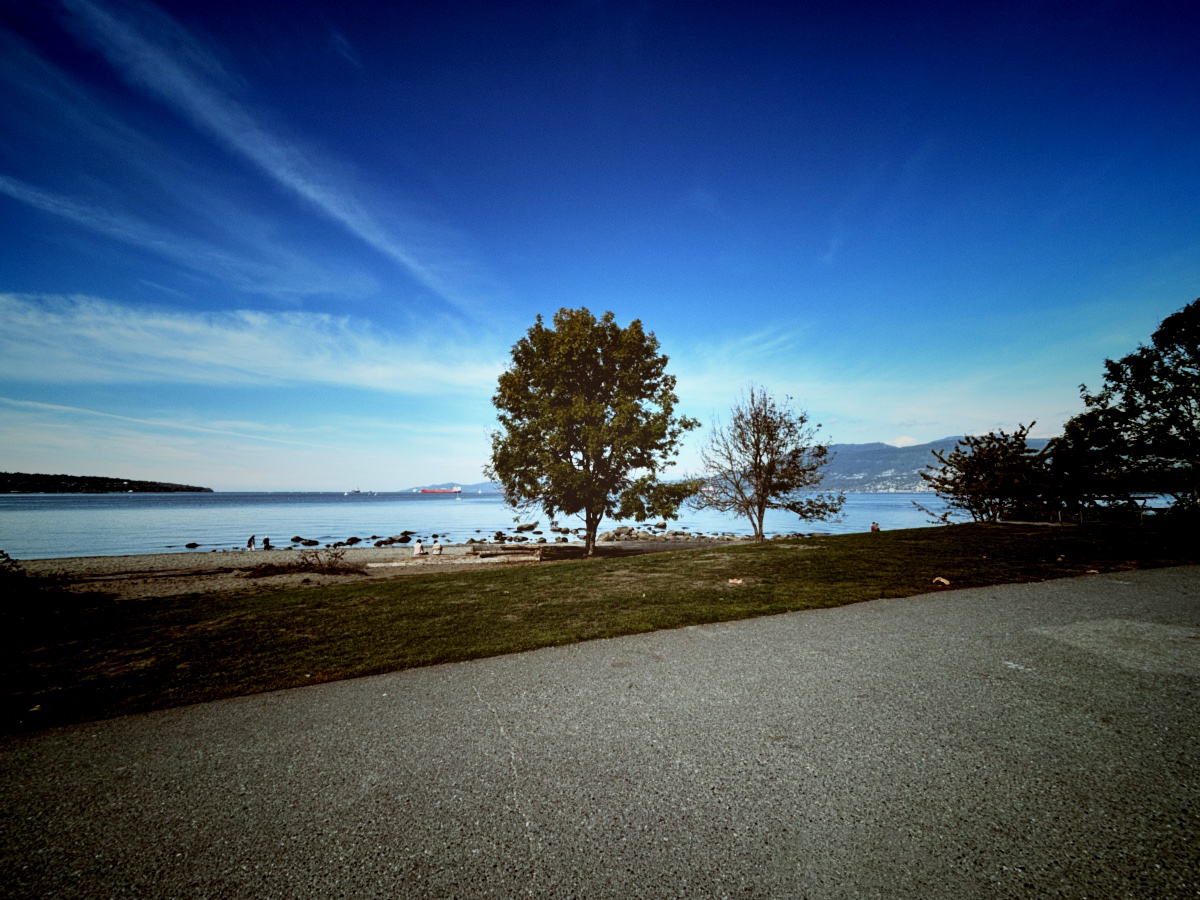 Photo of tree by the ocean.