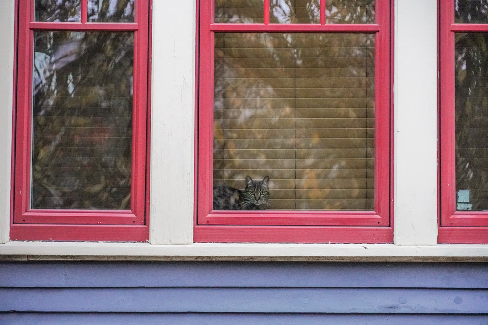 Photo of a cat behind a red and blue window wall.