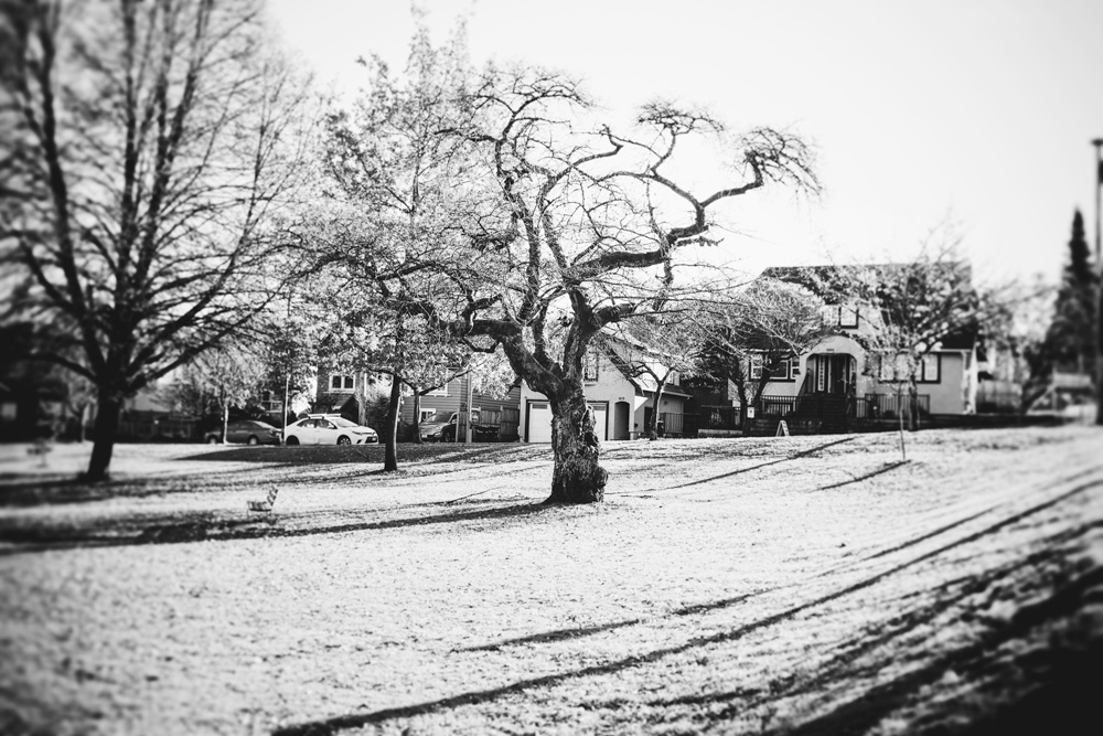 Black and white photo of a crooked tree in a park.