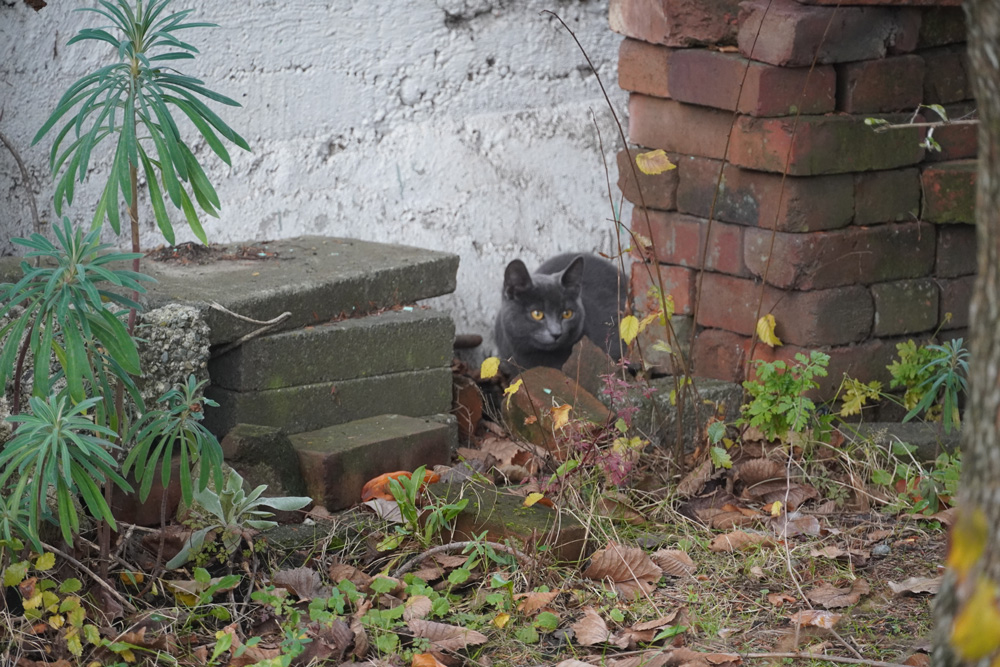 Photo of a cat hiding behind some bricks.