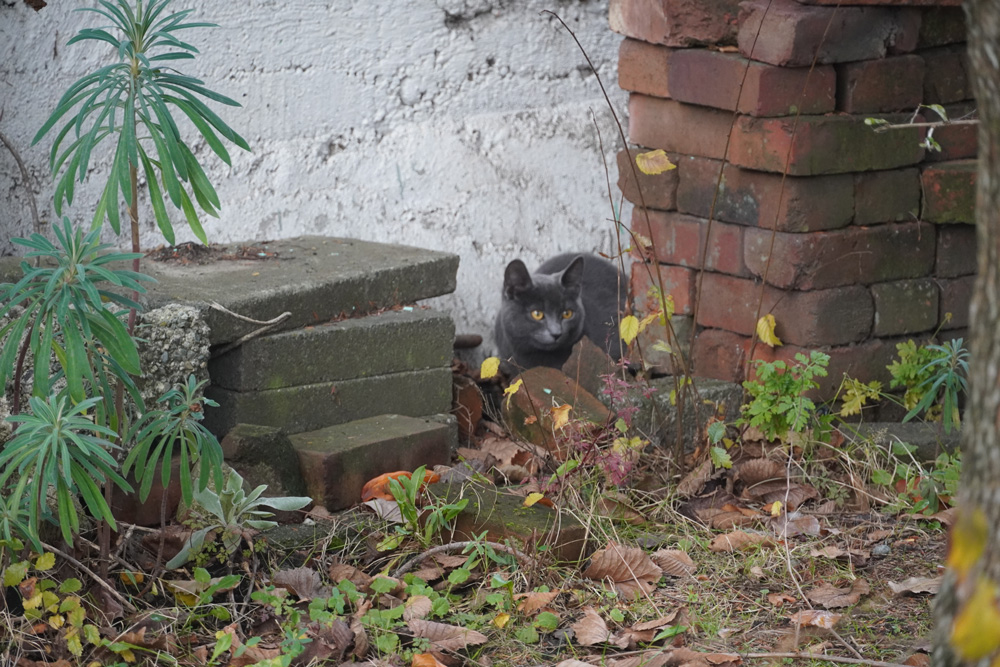 Photo of a cat hiding behind some bricks.