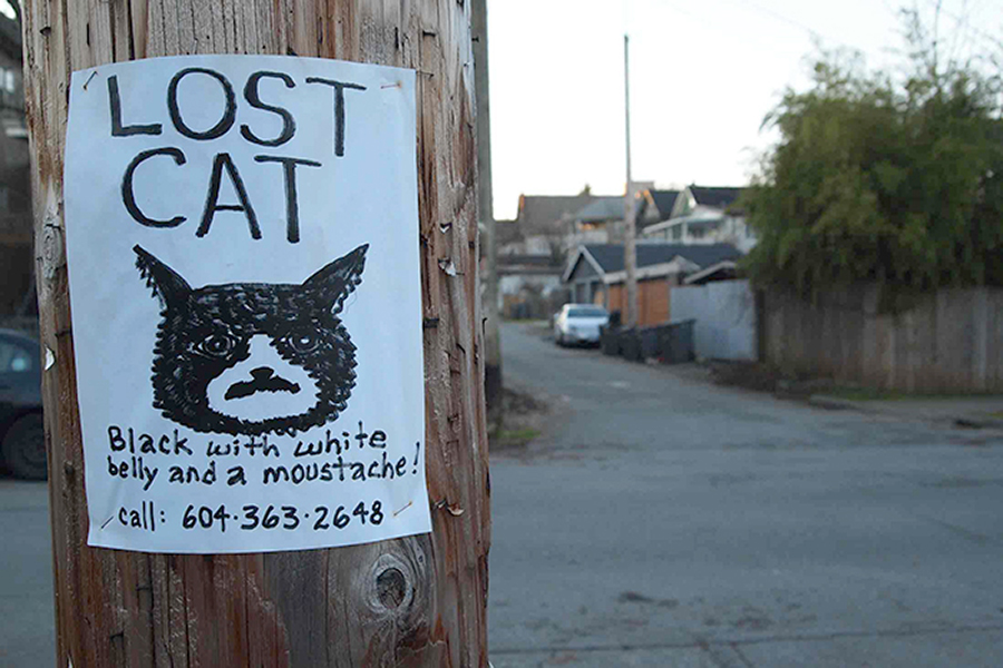 photo of lost cat flyer.